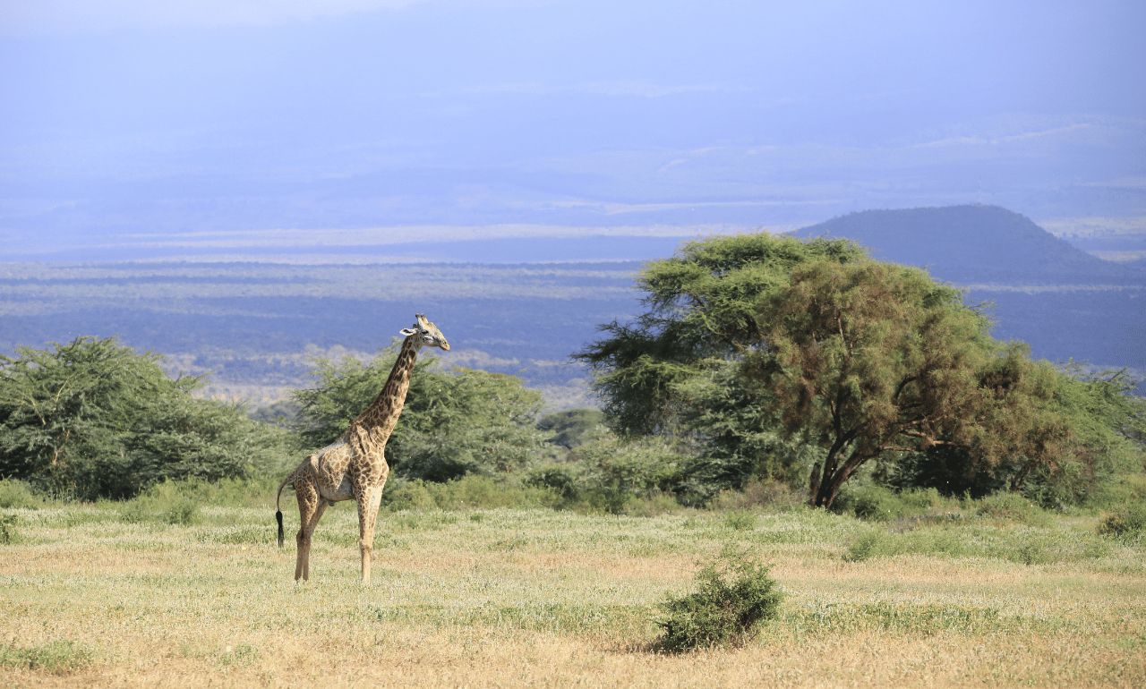 Amboseli