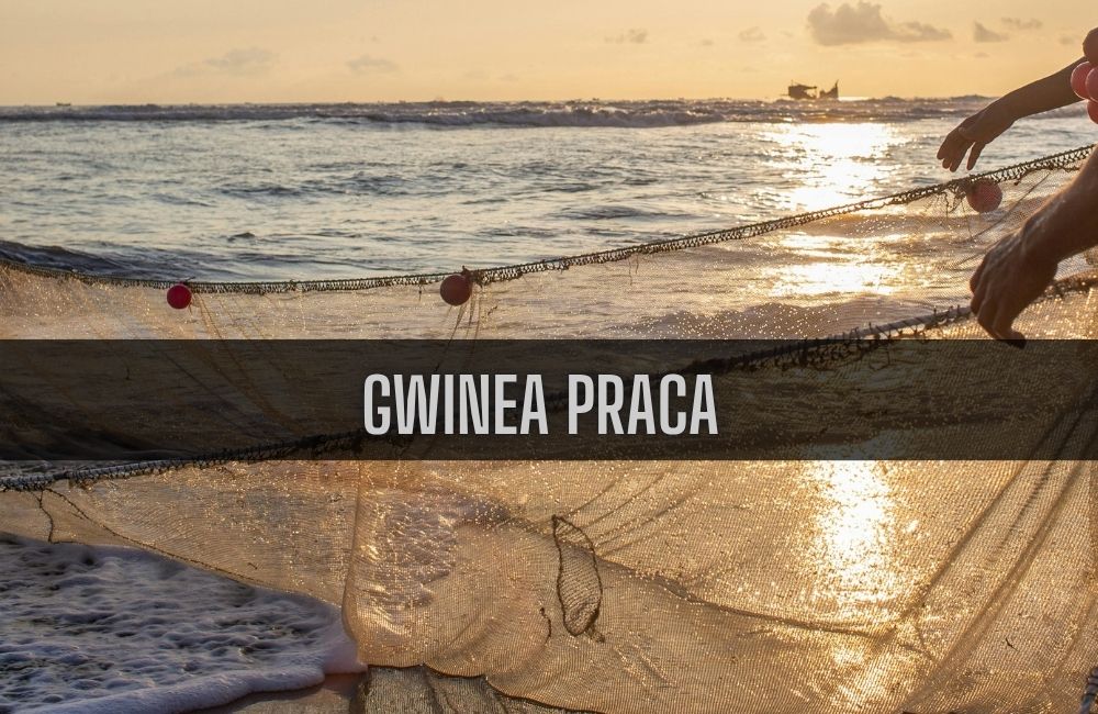Gwinea praca