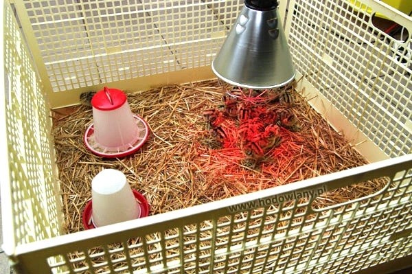 zestaw służący do odchowu piskląt