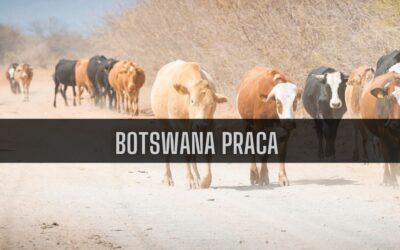 12 ciekawostek o pracy w Botswanie
