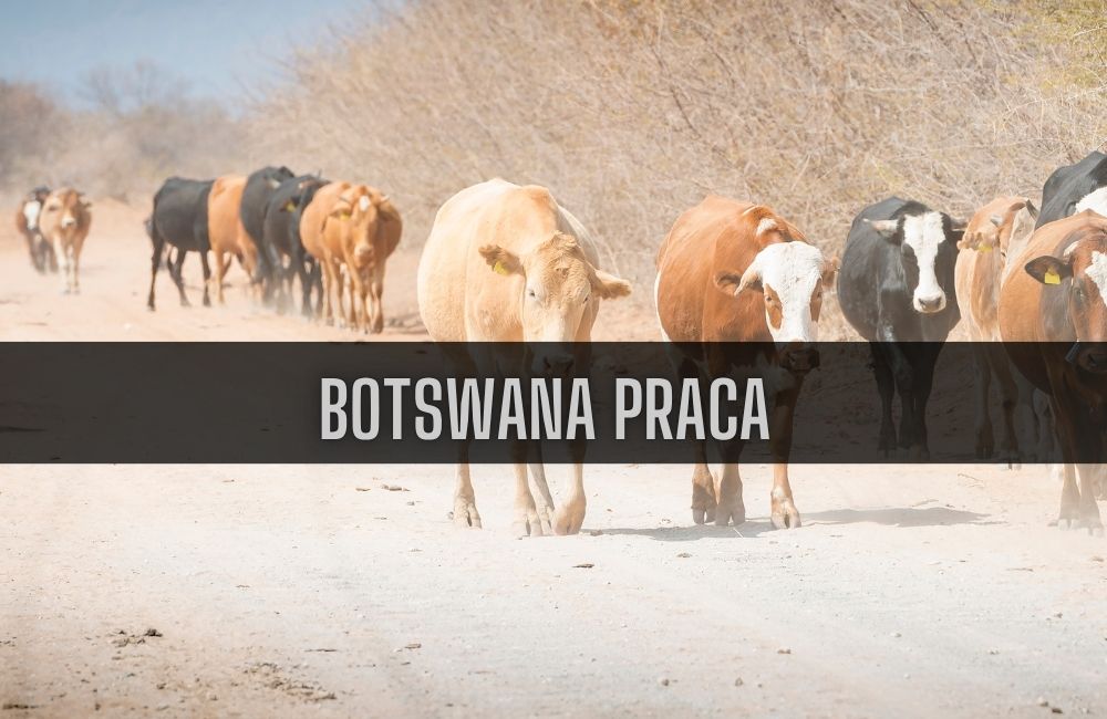 botswana-praca Botswana praca