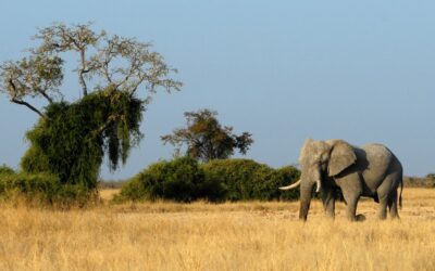 Dlaczego Botswana to najlepsze miejsce na safari w Afryce?