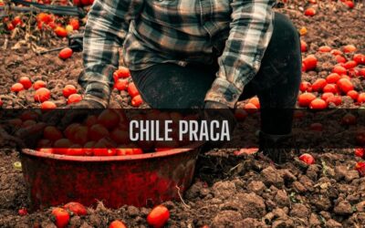14 ciekawostek o pracy w Chile