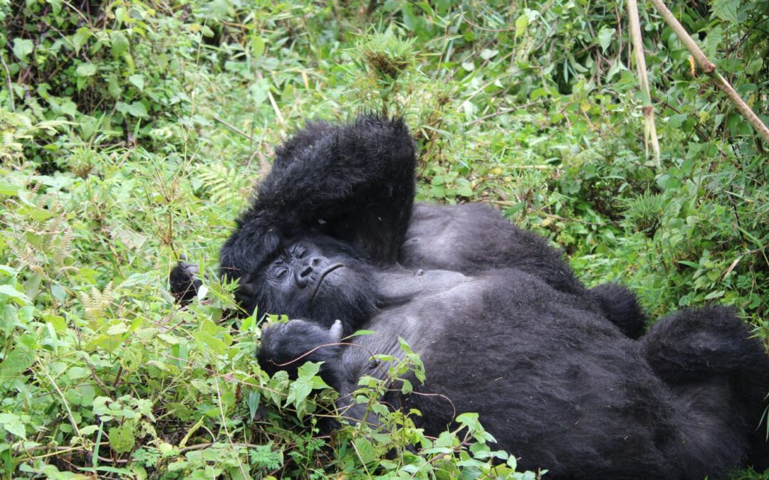 Trekking z gorylami w Rwandzie – jak przygotować się na spotkanie z królami dżungli?