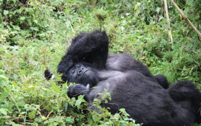 Trekking z gorylami w Rwandzie – jak przygotować się na spotkanie z królami dżungli?