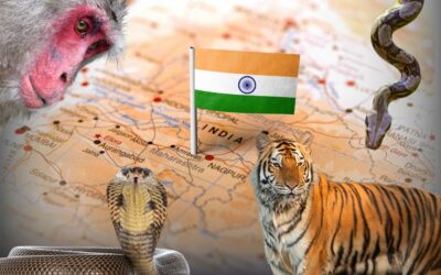 Najgroźniejsze zwierzęta w Indiach – jak podróżować bezpiecznie?