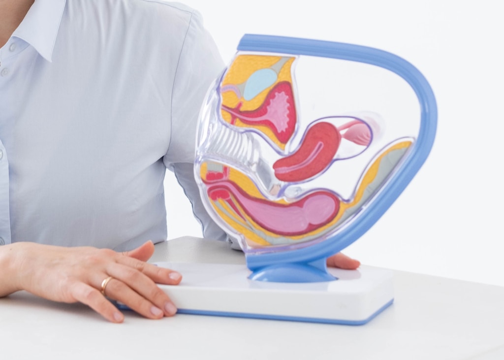 20260819232629_download_12668.jpg model anatomia