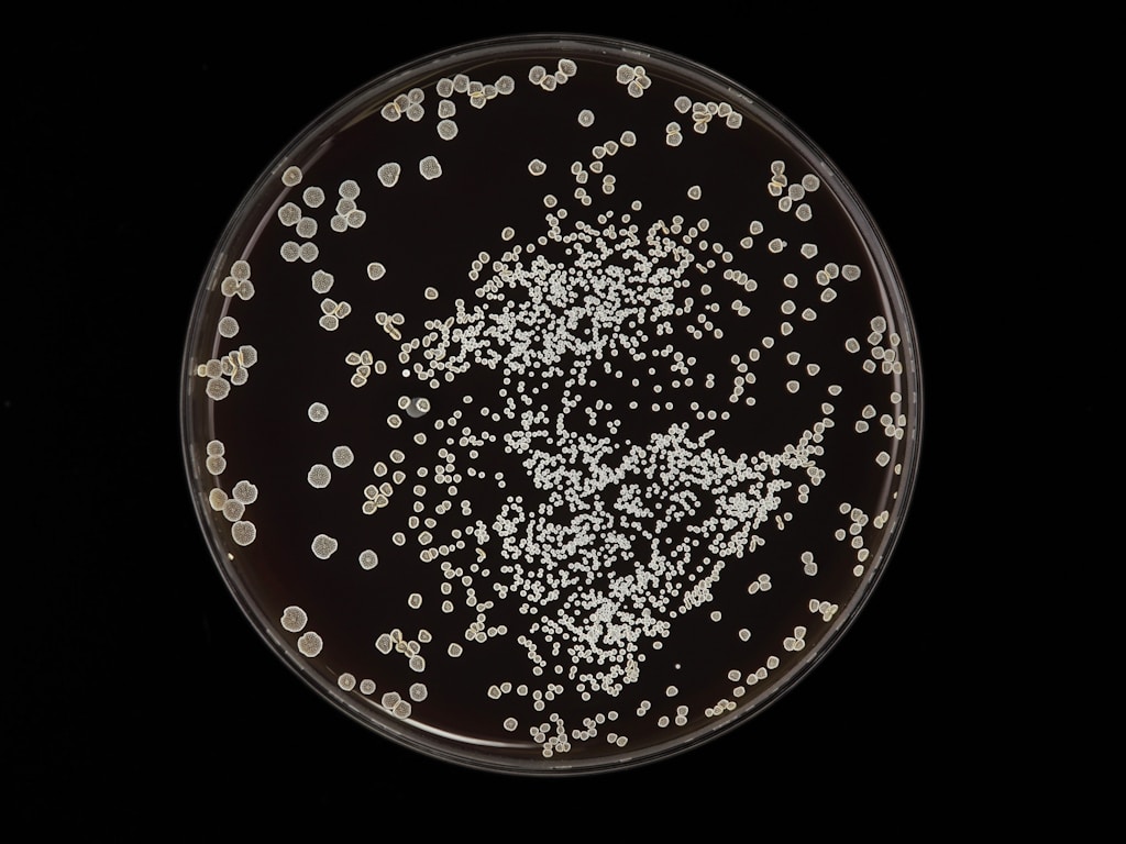 azytromycyna azytromycyna
