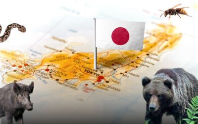 Najgroźniejsze zwierzęta w Japonii – na co uważać podczas wymarzonego urlopu?