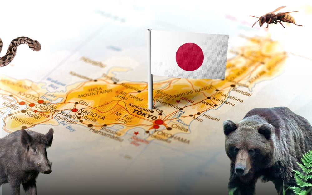 Najgroźniejsze zwierzęta w Japonii – na co uważać podczas wymarzonego urlopu?