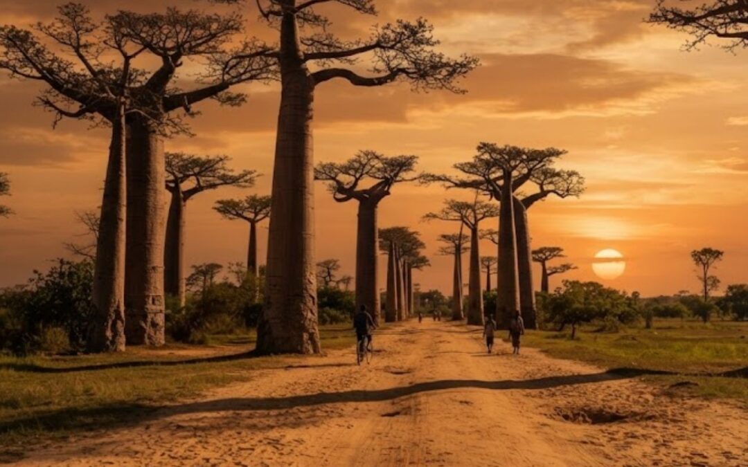 Madagaskar na własną rękę – piaszczysta aleja baobabów i kamienne lasy Tsingy