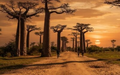 Madagaskar na własną rękę – piaszczysta aleja baobabów i kamienne lasy Tsingy