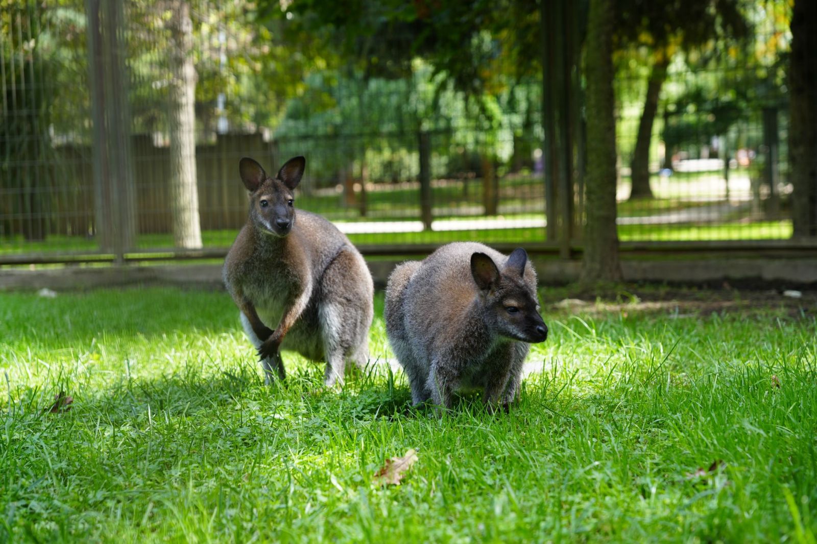 kangury w zoo